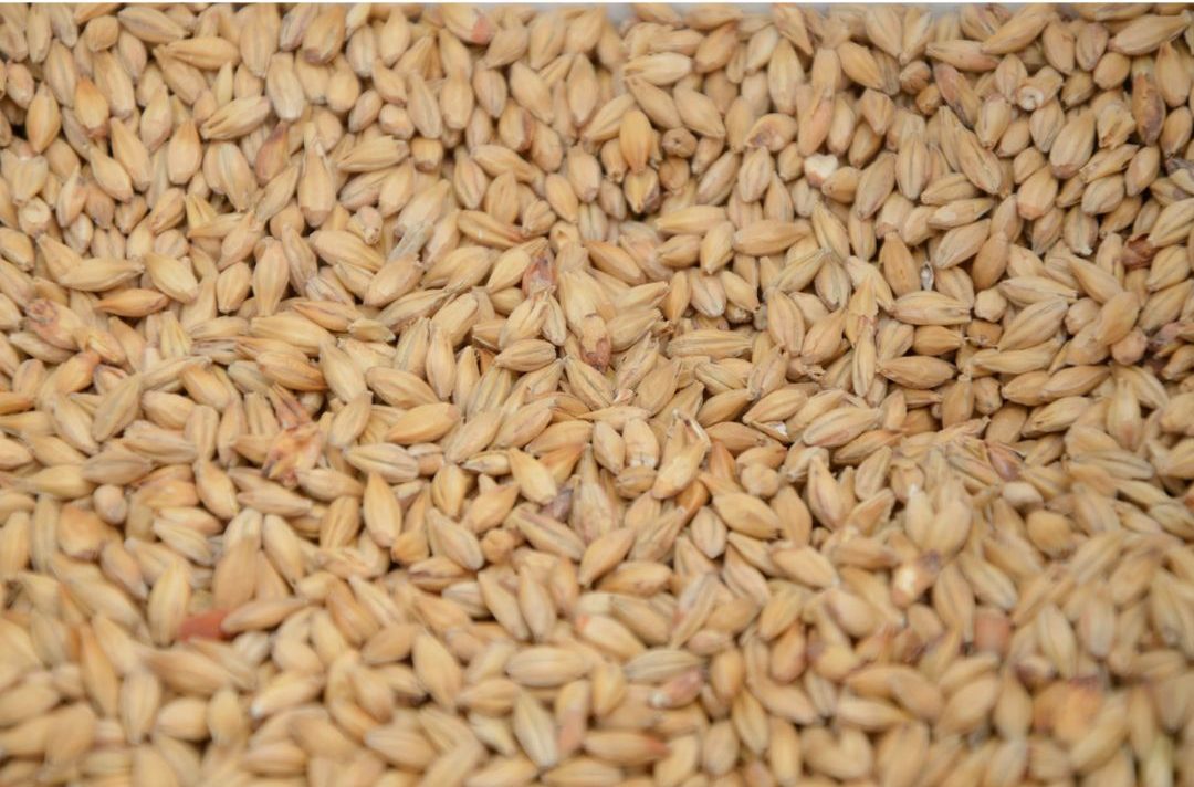 A Few Great Ways To Incorporate Malt In Your Meal Plan