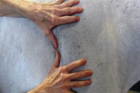 What is bowen therapy for horses?