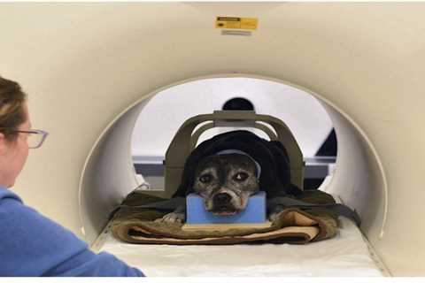 Machine learning gives glimpse of how a dog’s brain represents what it sees