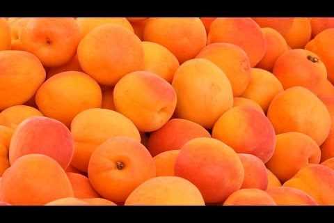 Health Benefits of Apricots – Vitamins and Minerals in Apricots