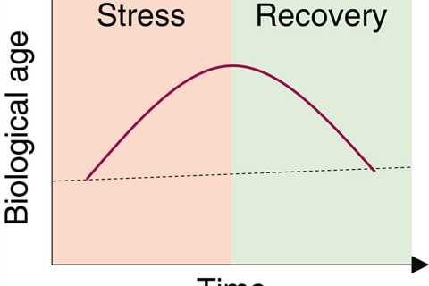 Biological age is increased by stress and restored upon recovery