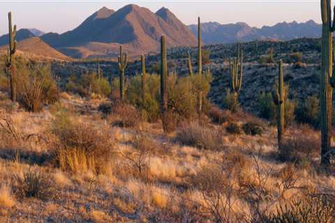 Experience the Thrill of the Mesa Marathon in Maricopa County