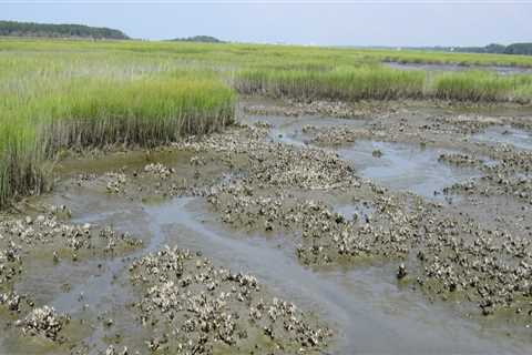 Discover the Beauty of Bike-Friendly Estuaries in South Carolina